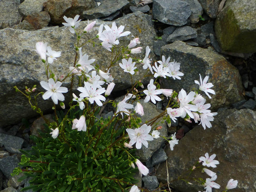 Lewisia columbiana 'Alba' photo